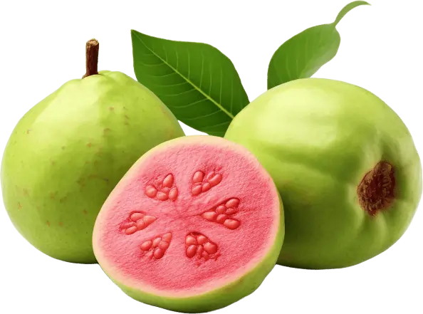 Lysozyme Lactoferrin and Guava Fruit Powder Gum Health Synadentix